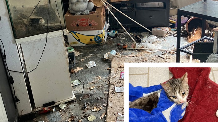 Ein verwüsteteter Raum, in der unteren Ecke eine kleine Katze.