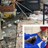 Ein verwüsteteter Raum, in der unteren Ecke eine kleine Katze.