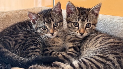 Zwei kleine Katzen liegen kuschelnd auf einer Decke.