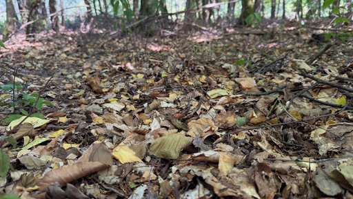 Viel trockenes Laub im Arnsberger Wald