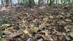 Viel trockenes Laub im Arnsberger Wald
