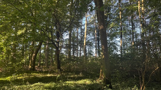 Ein Wald