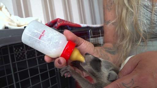 Ein Waschbärbaby wird mit einer Flasche gefüttert
