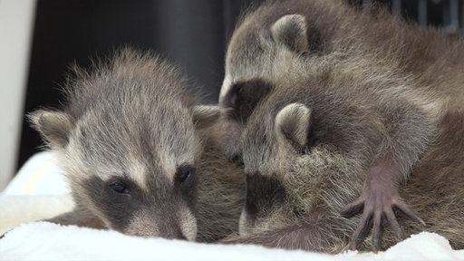 Drei Waschbärbabys liegen kuschelnd auf einer Decke