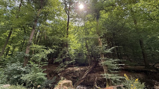 Ein Waldstück mit einem Fluss