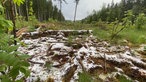 Leichter Schnee liegt über Ästen im Wald