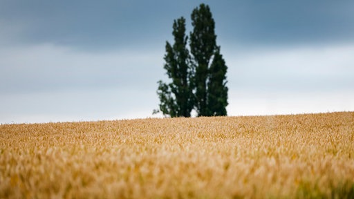 Dunkle Wolken ziehen über ein Weizenfeld