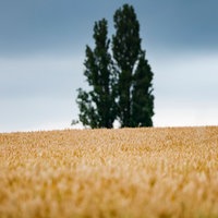 Dunkle Wolken ziehen über ein Weizenfeld