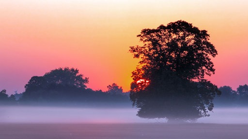 Die Sonne geht im Morgennebel hinter einem Feld auf