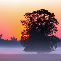 Die Sonne geht im Morgennebel hinter einem Feld auf