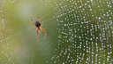 Kreuzspinne (Araneus diadematus) in einem feuchten Netz