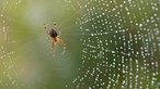 Kreuzspinne (Araneus diadematus) in einem feuchten Netz