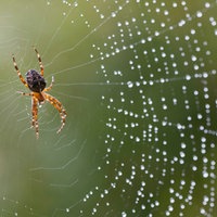 Kreuzspinne (Araneus diadematus) in einem feuchten Netz
