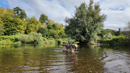 Ein Hund im Wasser der Ruhr bei Hattingen.