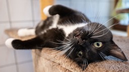 Katze Abby im Tierheim 