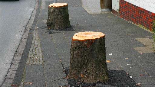 Baumstumpfe auf einem Bürgersteig