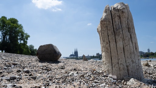  Extremes Niedrigwasser lässt am Rheinufer in Köln vor der Kulisse dem Dom weite Teile des Flussgrundes frei liegen.