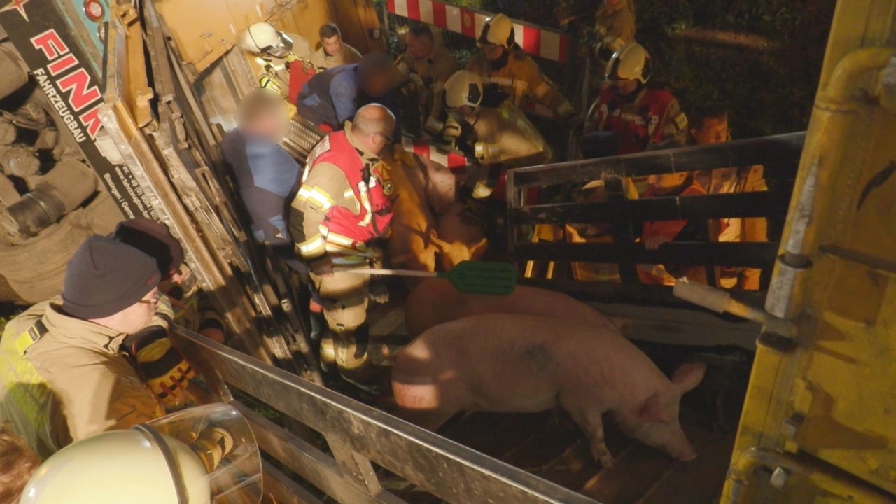 Schweinetransporter umgekippt: Sperrung der A1 vor Köln