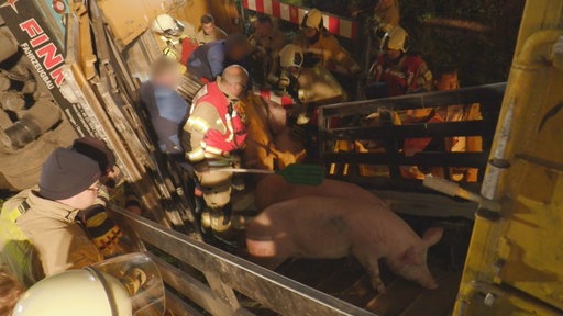 Schweinetransporter umgekippt: Sperrung der A1 vor Köln