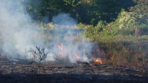 Flammen im Gestrüpp