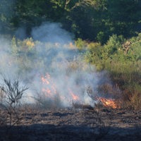 Flammen im Gestrüpp