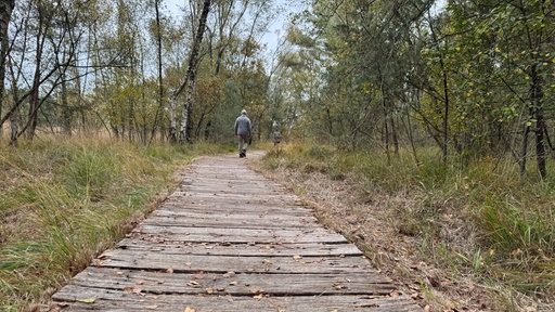 Die Eichenplanken im Venner Moor
