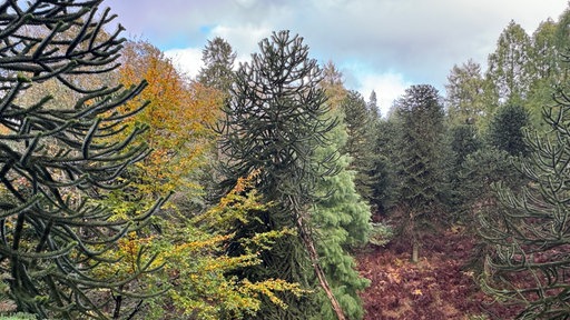 Bäume im Arboretum Burgholz in Wuppertal