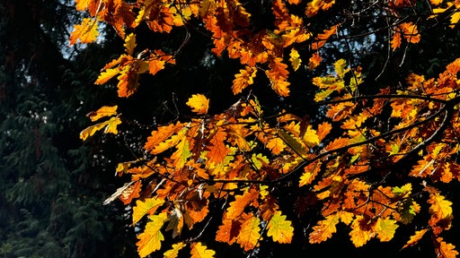 Äste mit Blättern in vielen verschiedenen Farben
