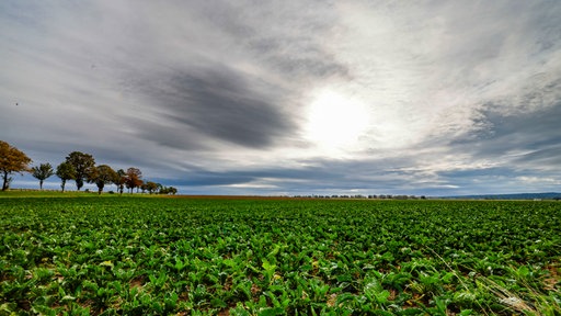 Leicht bewölkter Himmel über einem grünen Feld