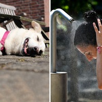 Collage aus vier Bildern zeigt Menschen im Schwimmbad, mit einer Wasserflasche, an einer mobilen Dusche und einen erschöpften Hund auf dem Boden