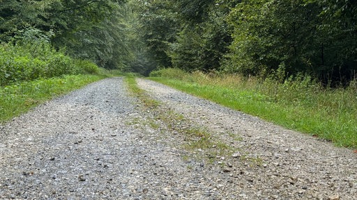 Waldweg in der Egge