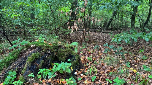 Waldstück in der Egge