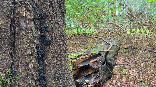 Waldstück in der Egge mit umgekippten Baumstamm