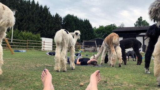 Eine Yogaschülerin liegt inmitten von Alpakas auf einer Wiese.