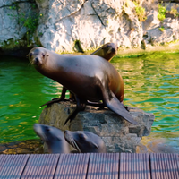 Die Maus tanzt gemeinsam mit Seelöwen des Kölner Zoos!