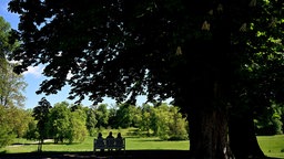 Im Schatten eines großen Baumes in einem Park sitzen drei Personen auf einer Bank
