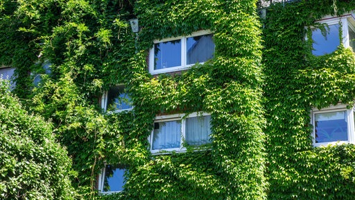 Ein Mehrfamilienhaus mit mehreren Stockwerken, bei dem die Fassade komplett mit Pflanzen überwachsen ist