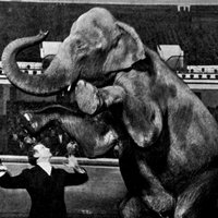 Harry Houdini lässt Elefanten verschwinden