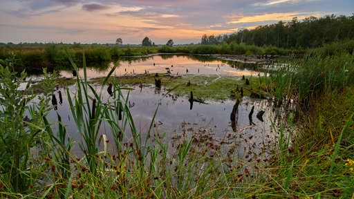 Hiller Moor