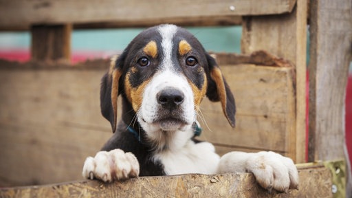 Ein braun-schwarz-weißer Hundewelpe steht mit seinen Voderpfoten auf einem Holzzaun und blickt erwartungsvoll in die Kamera.
