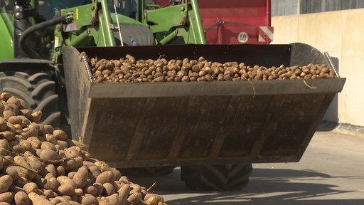Kartoffelernte