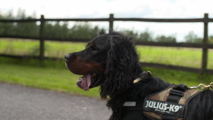 Mantrailer-Hund aus Ratingen