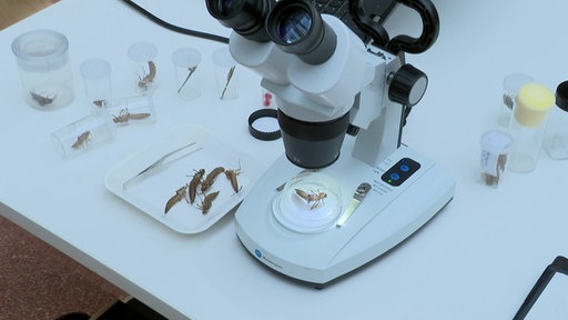 Insekten liegen unter Mikroskop bei der Artenschutzkonferenz