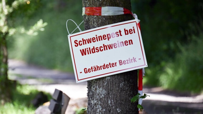 Wildschweinpest
