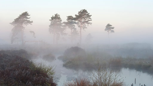 Nebel im Venner Moor