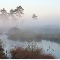 Nebel im Venner Moor