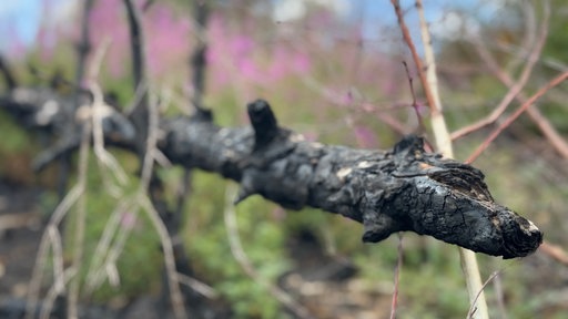 Ein verkohlter Ast ragt aus nachgewachsenem Gestrüpp nach Waldbrand in Lindlar