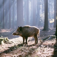 Wildschwein