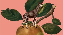 Illsutration: Ein Okapi vor einem Ast mit Blättern.