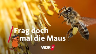 Honigbiene vor einer Blüte